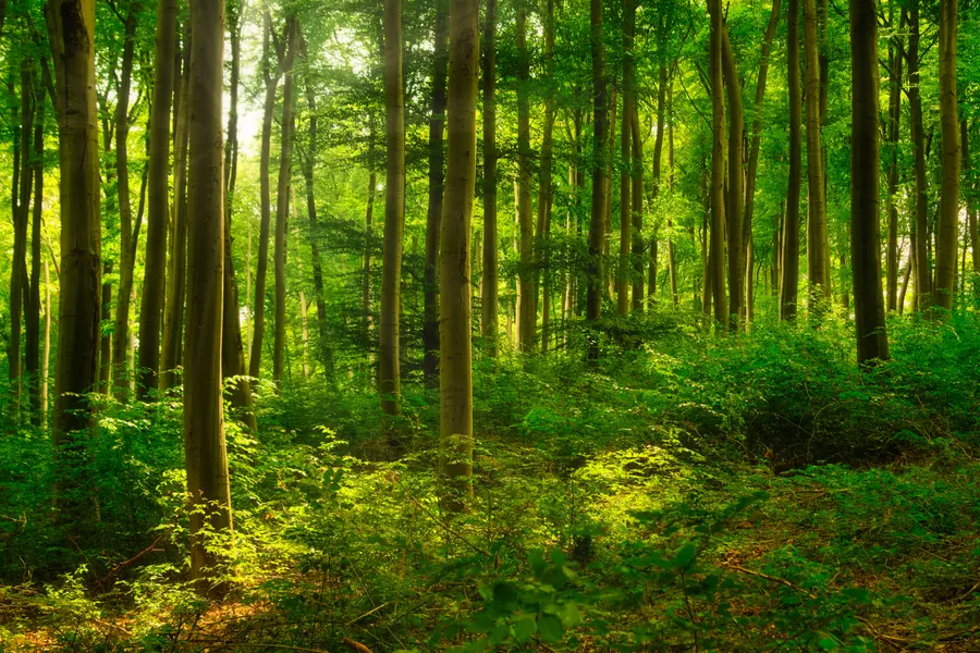 Sunlit Forest Serenity — 500-piece jigsaw puzzle