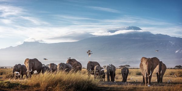 Elephants at Mount Kilimanjaro — 64-piece jigsaw puzzle