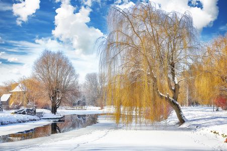 Winter Willow Reflections — 300-piece jigsaw puzzle