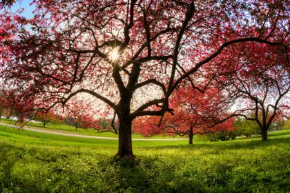 Blossoming Radiance — 200-piece jigsaw puzzle