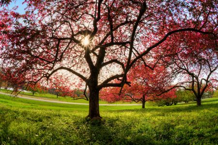 Blossoming Radiance — 200-piece jigsaw puzzle