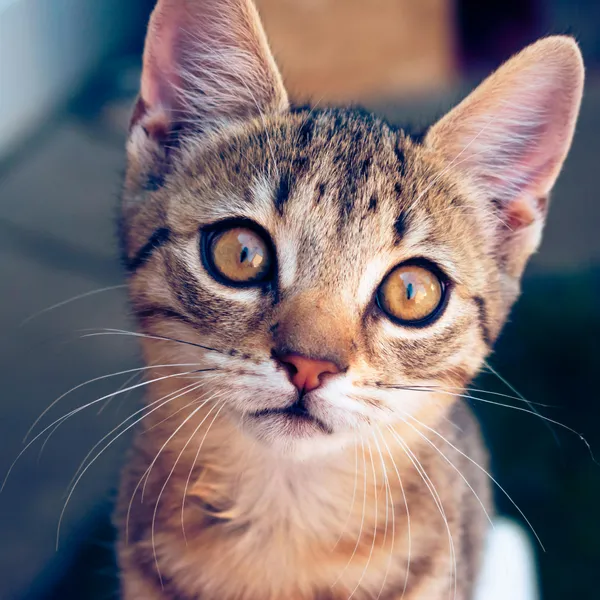 Curious Kitten Eyes — 100-piece jigsaw puzzle