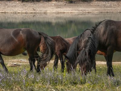 Grazing Wild Horses — 300-piece jigsaw puzzle