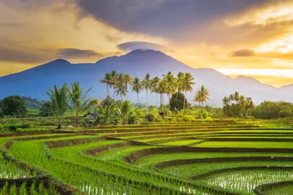Serene Rice Terraces — 200-piece jigsaw puzzle