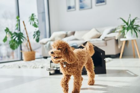 Cozy Canine Retreat — 300-piece jigsaw puzzle