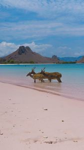 Deer on Pink Beach — 300-piece jigsaw puzzle