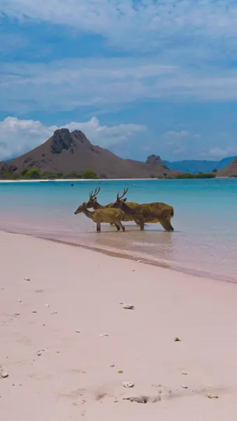 Ciervos en playa rosa — rompecabezas de 300 piezas