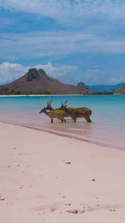 Pembe plajda geyikler — 300 parçalı yapboz