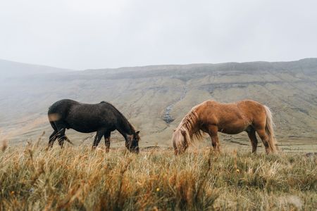 Grazing Horses in Mist — 300-piece jigsaw puzzle