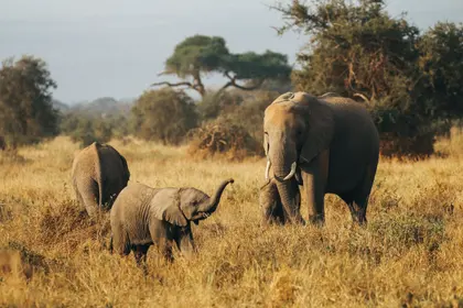 Elephant Family Safari — 400-piece jigsaw puzzle