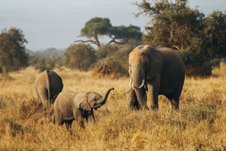 Elephant Family Safari — 400-piece jigsaw puzzle