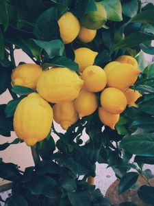 Lush Lemon Harvest — 100-piece jigsaw puzzle