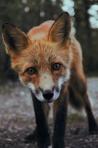 Curious Forest Fox — 100-piece jigsaw puzzle