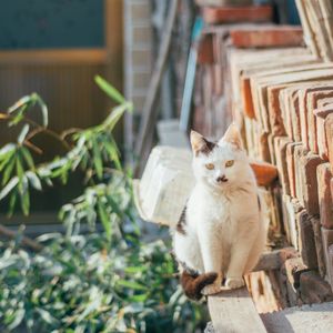 Curious Alley Cat — 300-piece jigsaw puzzle