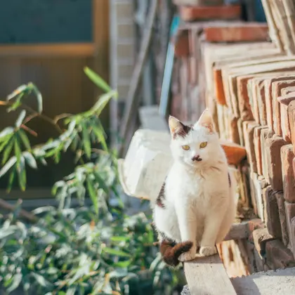 Curious Alley Cat — 300-piece jigsaw puzzle