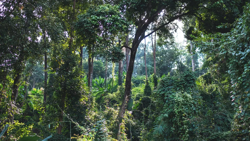 Lush Forest Canopy — 150-piece jigsaw puzzle