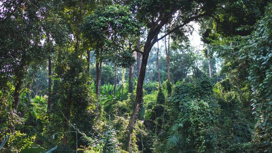 Lush Forest Canopy — 150-piece jigsaw puzzle