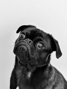 Pensive Pug Portrait — 200-piece jigsaw puzzle