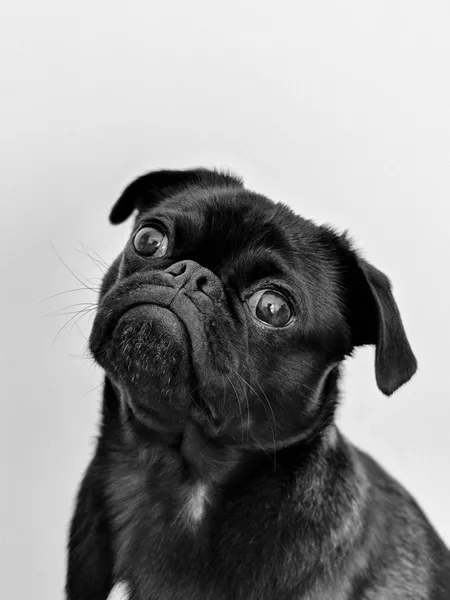 Pensive Pug Portrait — 200-piece jigsaw puzzle