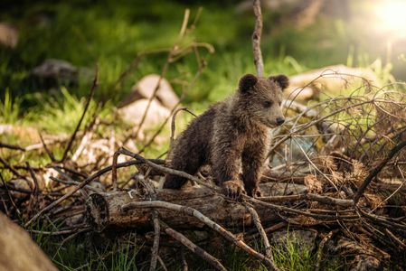 Curious Bear Cub — 200-piece jigsaw puzzle