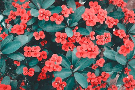 Vibrant Coral Blossoms — 400-piece jigsaw puzzle