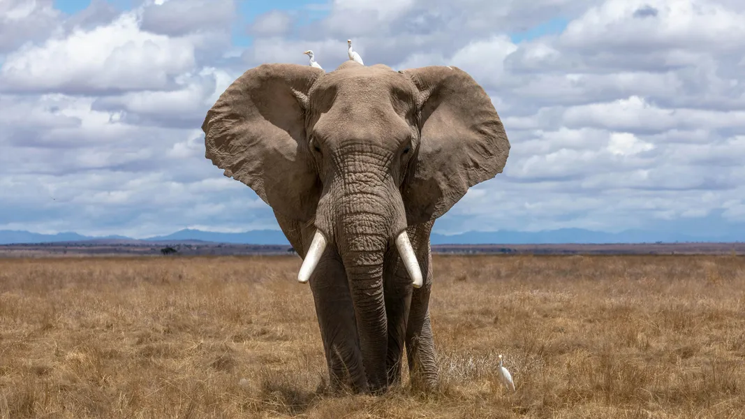 Majestic Elephant Stare — 200-piece jigsaw puzzle