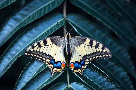 Butterfly Grace — 300-piece jigsaw puzzle