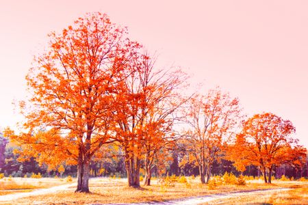 Autumn Radiance — 64-piece jigsaw puzzle