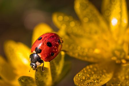 Ladybug on Flower — 300-piece jigsaw puzzle