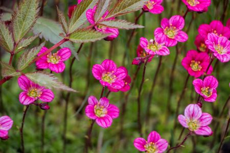 Vibrant Pink Blossoms — 500-piece jigsaw puzzle