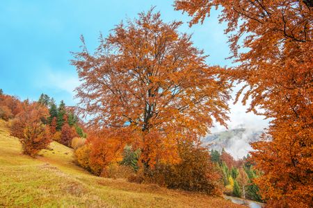 Autumn's Embrace — 200-piece jigsaw puzzle