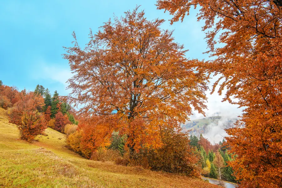 Autumn's Embrace — 200-piece jigsaw puzzle