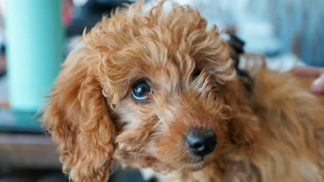 Adorable Curly Puppy — 100-piece jigsaw puzzle