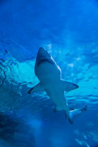 Majestic Shark Glide — 100-piece jigsaw puzzle