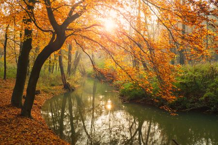 Golden Autumn Glow — 400-piece jigsaw puzzle