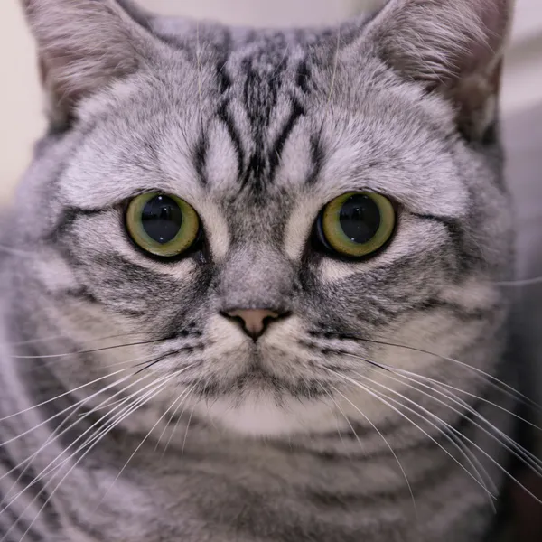 Mesmerizing Feline Gaze — 300-piece jigsaw puzzle