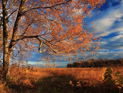 Gouden herfstglans — 100-stukjes legpuzzel