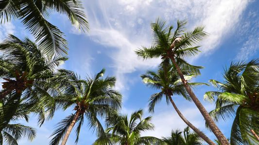 Tropical Sky Views — 500-piece jigsaw puzzle