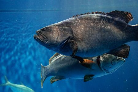 Serene Underwater Giants — 150-piece jigsaw puzzle