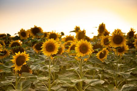 Sunflowers at Sunset — 200-piece jigsaw puzzle