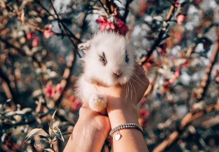 Springtime Bunny Bliss — 300-piece jigsaw puzzle