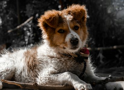 Contemplative Canine Portrait — 200-piece jigsaw puzzle