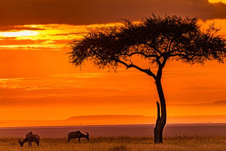 Serengeti Sunset Silhouette — 500-piece jigsaw puzzle