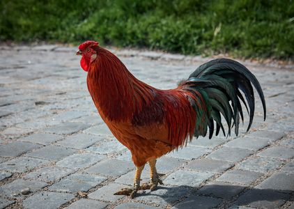 Majestic Rooster — 100-piece jigsaw puzzle