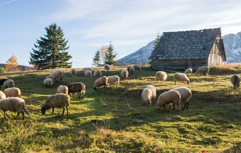 Sheep Grazing Pasture — 64-piece jigsaw puzzle