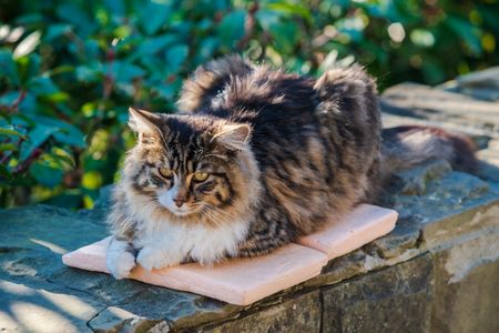 Fluffy Feline Delight — 200-piece jigsaw puzzle
