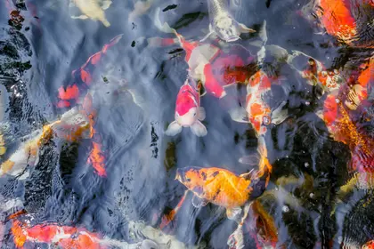 Colorful Koi Pond — 100-piece jigsaw puzzle