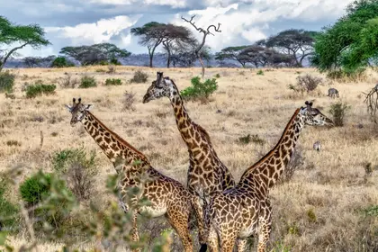 Giraffes in Savannah — 150-piece jigsaw puzzle