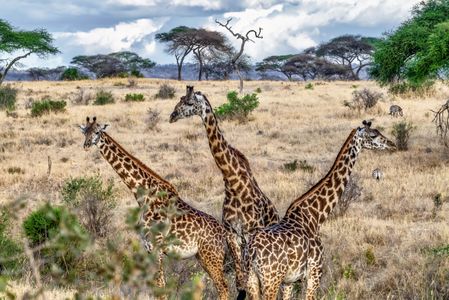 Giraffes in Savannah — 150-piece jigsaw puzzle
