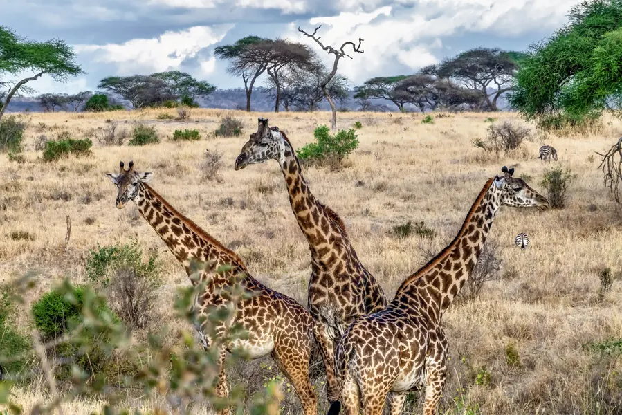 Giraffes in Savannah — 150-piece jigsaw puzzle